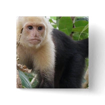 White Faced Capuccin Monkey Square Pin