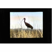 White-faced Ibis Cut Outs