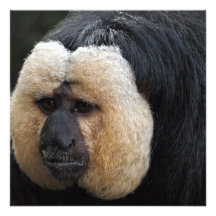 White Faced Saki Monkey Invitations