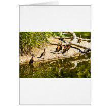 White Faced Whistling Duck Greeting Cards
