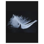 White feather - angelic by nature flyers