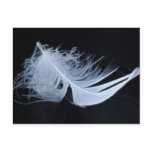 White feather - angelic by nature postcard