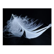 White feather - angelic by nature postcard