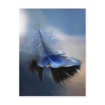 White feather sailing postcards
