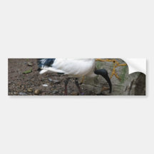 White Feathers Bumper Sticker
