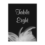 White Feathers Table Number Postcard