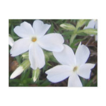 White floral postcard