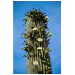 white Flower and fruited saguaro cactus, Sonoran D t-shirts