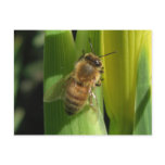 White Flower Bee Unlined Notes Card Postcards