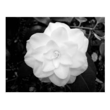 White Flower. (Black and White) Post Cards
