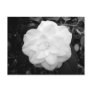 White Flower. (Black and White) Post Cards