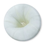 White Flower Centre Magnet