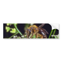 white Flower Fly flowers Bumper Sticker