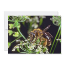 white Flower Fly flowers Custom Announcement