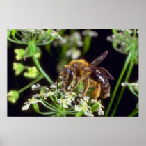 white Flower Fly flowers Print