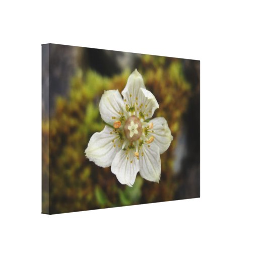 White Flower in the Moss Canvas Print
