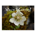 White Flower in the Moss; Change of Address Postcards
