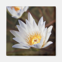 White Flower Magnets