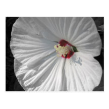 white flower post cards
