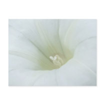 White Flower Postcard
