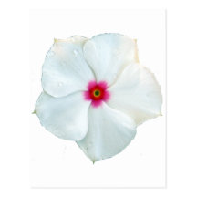 white flower postcards