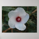 White Flower posters