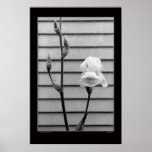 White Flower posters