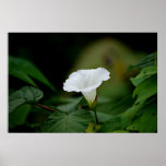 White Flower posters