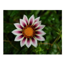 White Flower with Purple Stripes Post Cards