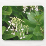 white Flowering Tobacco (Nicotiana Sylvestris) flo Mouse Pad