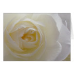 White Flowers Card Rose Flower Greeting Card Blank