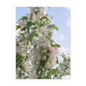 White Flowers Postcard