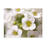 White Flowers Postcards