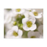 White Flowers Postcards