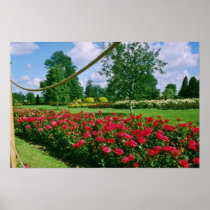White Fragrant Cloud, St. Albans, England flowers Posters