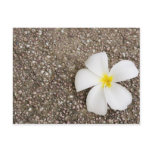 White Frangipani flower on rock surface Post Card