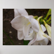 White Freesias Poster
