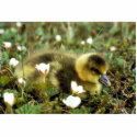 White-fronted Goose Gosling photo sculptures