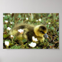 White-fronted Goose Gosling Posters