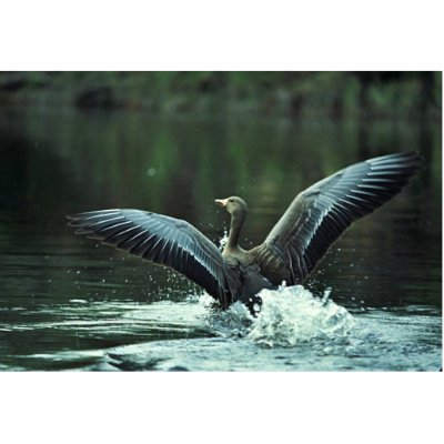 White-fronted Goose Landing on Water Acrylic Cut Outs by animalpark