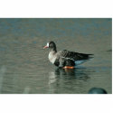 White-fronted Goose photo sculptures