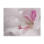 White Geranium Postcard