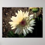 White Gerbera Daisy Print