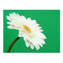 White Gerbera on Green Postcards