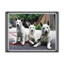 White+German+Shepherd
