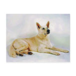 White German Shepherd postcards