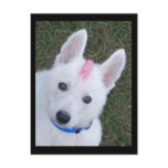 White German Shepherd w. Mohawk postcards