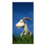 White goat photo cards