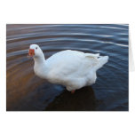 White Goose cards