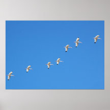 White Great Egrets Print
